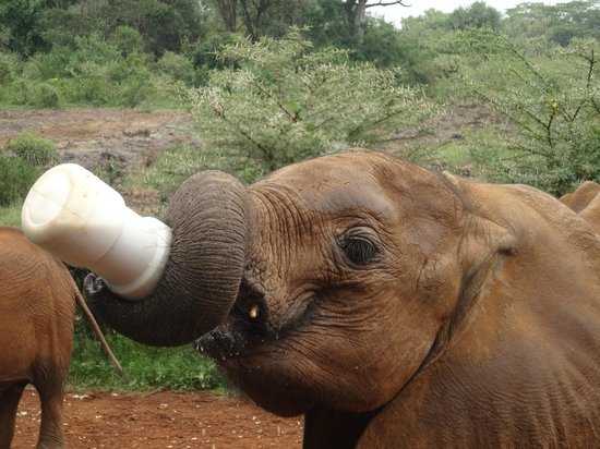 Sheldrick Elephant Orphanage