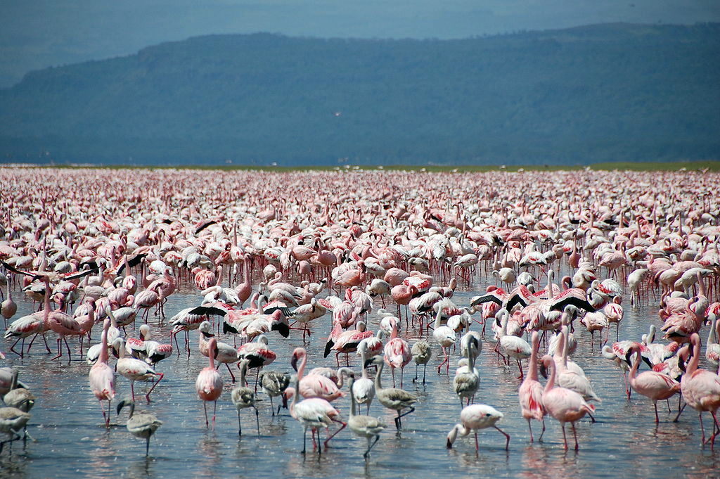 Lake Nakuru